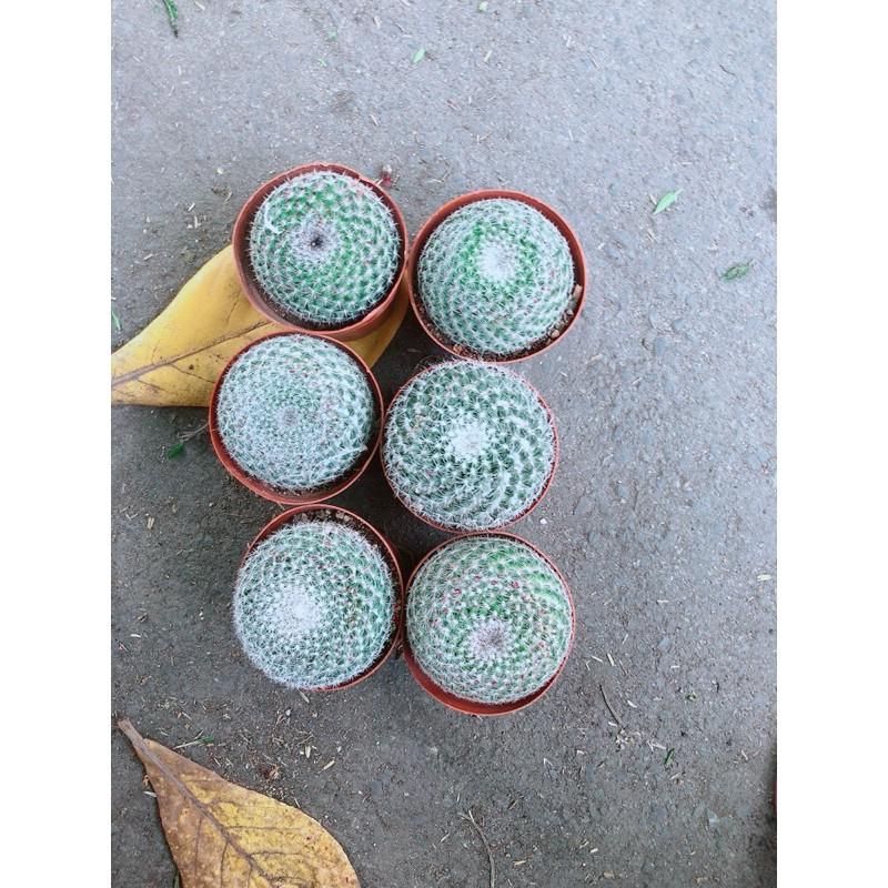 Cây Xương Rồng Kèm Chậu