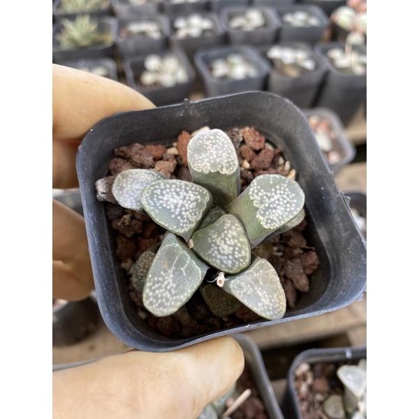 Cây sen đá hawothia guốc tròn haworthia groenewaldii