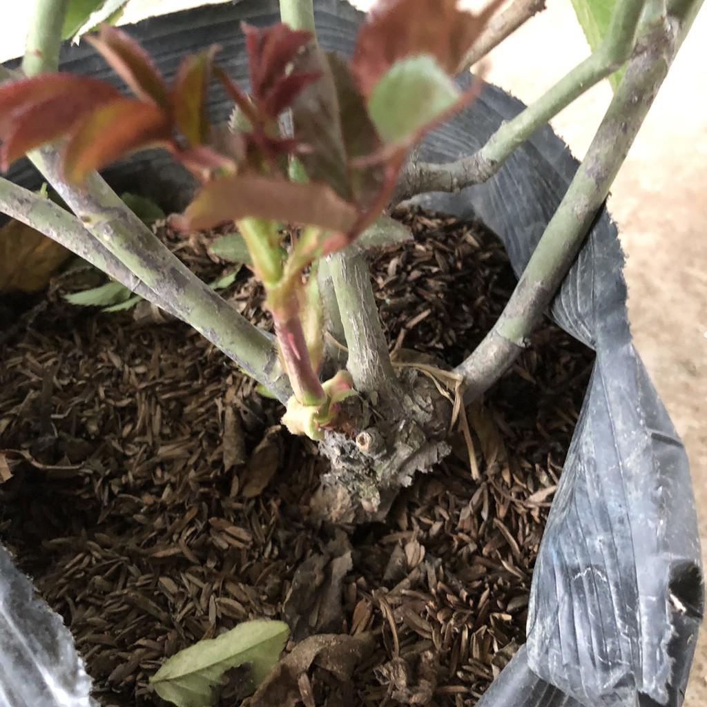 Cây hoa hồng tỉ muội size to, chiều cao 40-50cm sai nụ hoa mùi thơm nhẹ cực nhiều tán sum suê , thích làm cây trang trí