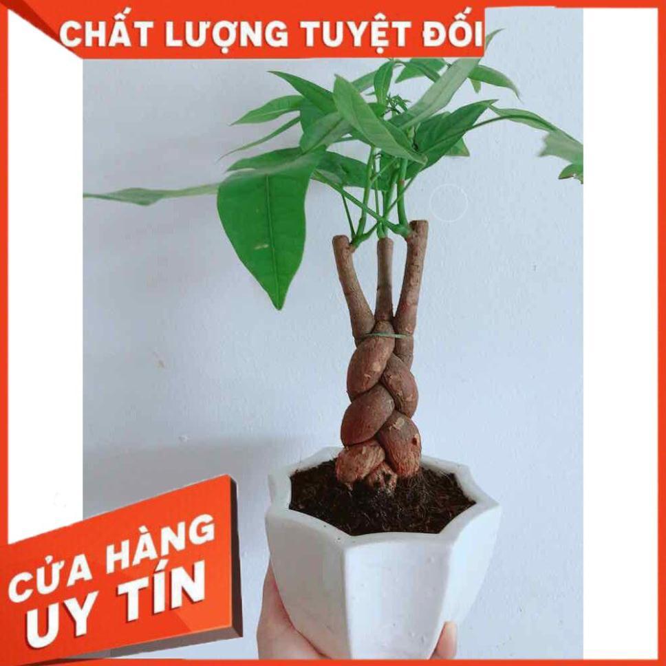 Chậu kim ngân Nhiều Người Mua