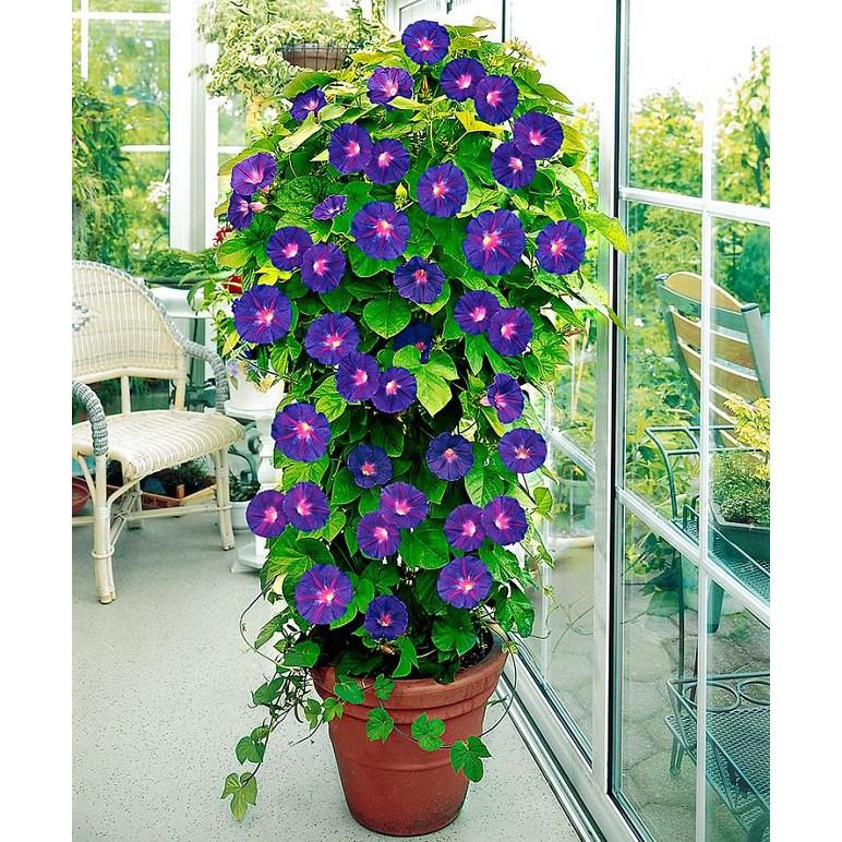 CÂY HOA LEO ĐẬU BIẾC - GỬI ĐI NGUYÊN CHẬU - SIZE LỚN - HOA ĐẸP LUNG LINH