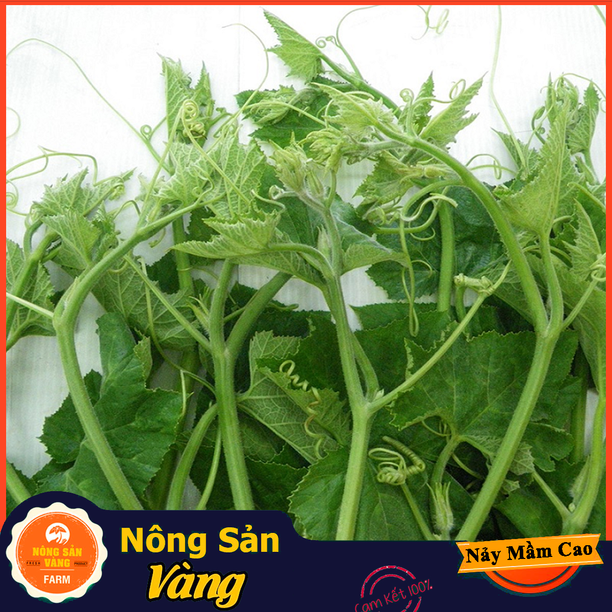 Hạt giống Bí Siêu Ngọn, Bí Lấy Ngọn ( Gói 20 Gram ) - Nông Sản Vàng