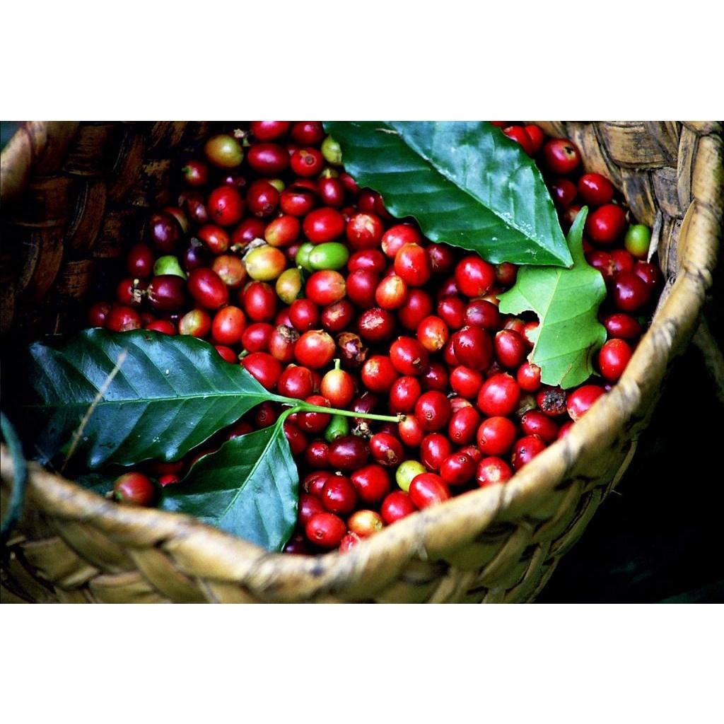 Cây giống Cà Phê Arabica cao đẹp như hình.