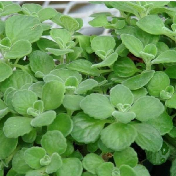 COMBO 9 Gói CÂY VỊ THUỐC VIỆT NAM