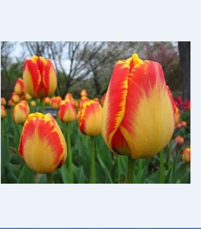 Bộ 5 củ giống hoa tulip hoa màu vàng viền cam