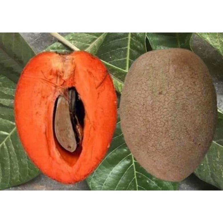 Cây giống hồng xiêm ruột đỏ quả to khổng lồ