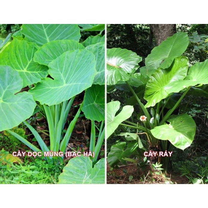 Cây bạc hà nấu canh chua - cây giống to size mẹ