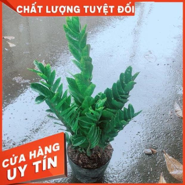 Kim Tiền Size Lớn