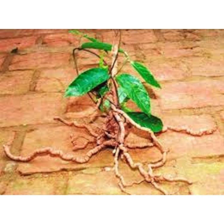 COMBO 2 CÂY GIỐNG BA KÍCH TÍM XỊN