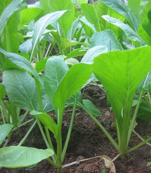 02 chai Phân Hữu Cơ chai Quế Lâm KH 03 SUPER HUMIC, Ra Rễ Cực Mạnh - Phát Đọt - Đâm Chồi - Mập Cây - Lá Xanh - Bóng Mượt