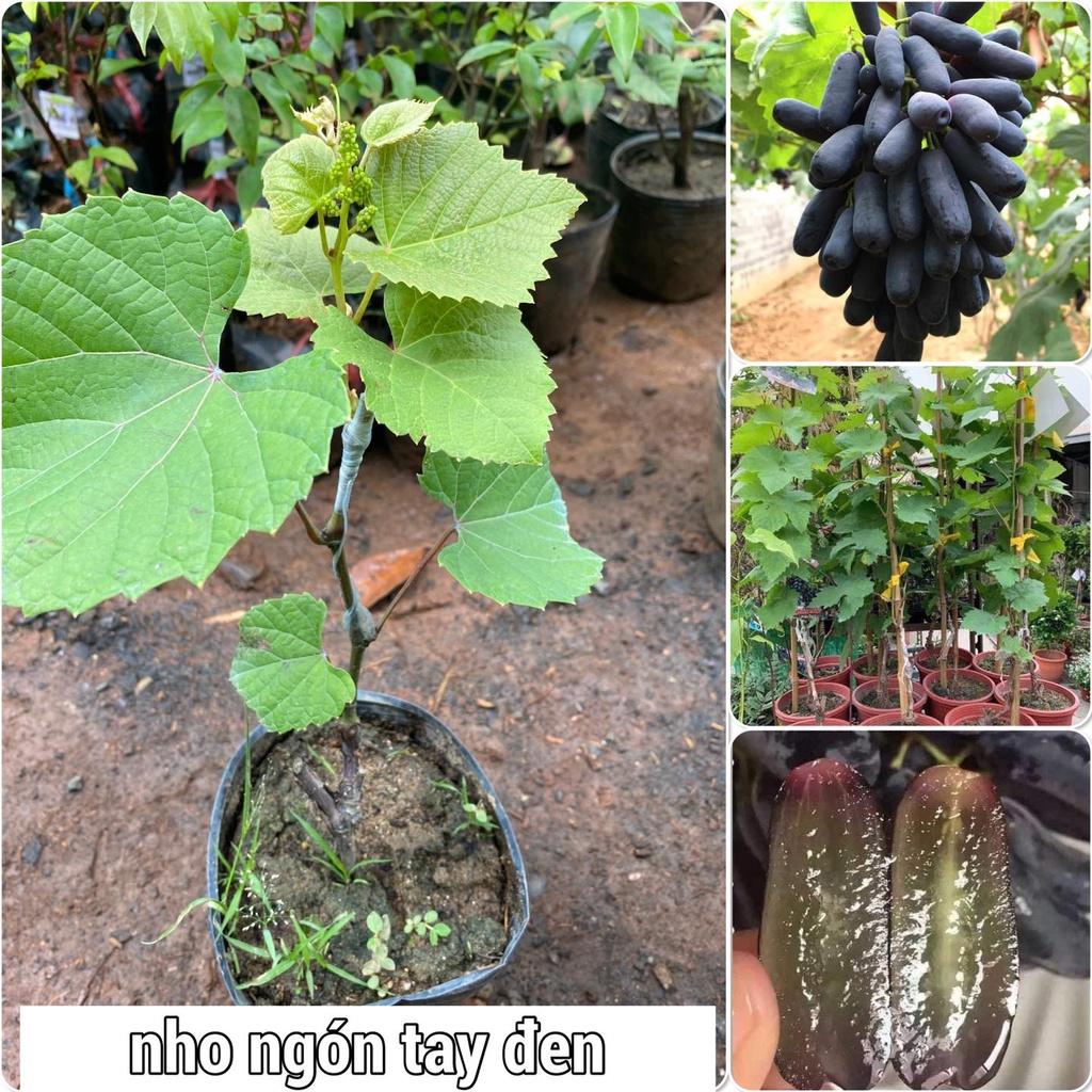 Cây giống Nho Ngón tay MỸ LEO GIÀN .