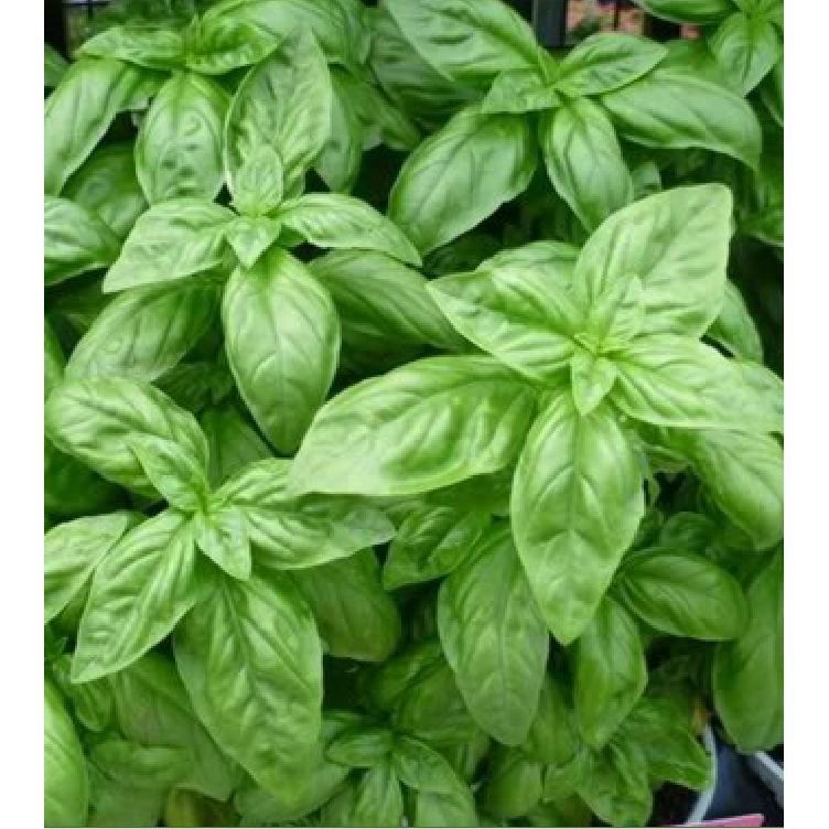 Hạt giống húng tây Húng tây – 1Gram/gói