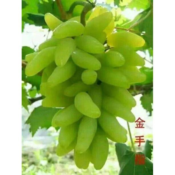 Sản phẩm NHO MÓNG TAY MĨ NỮ