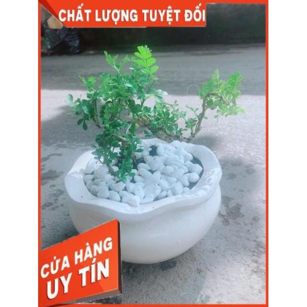 Chậu Cây Cần Thăng