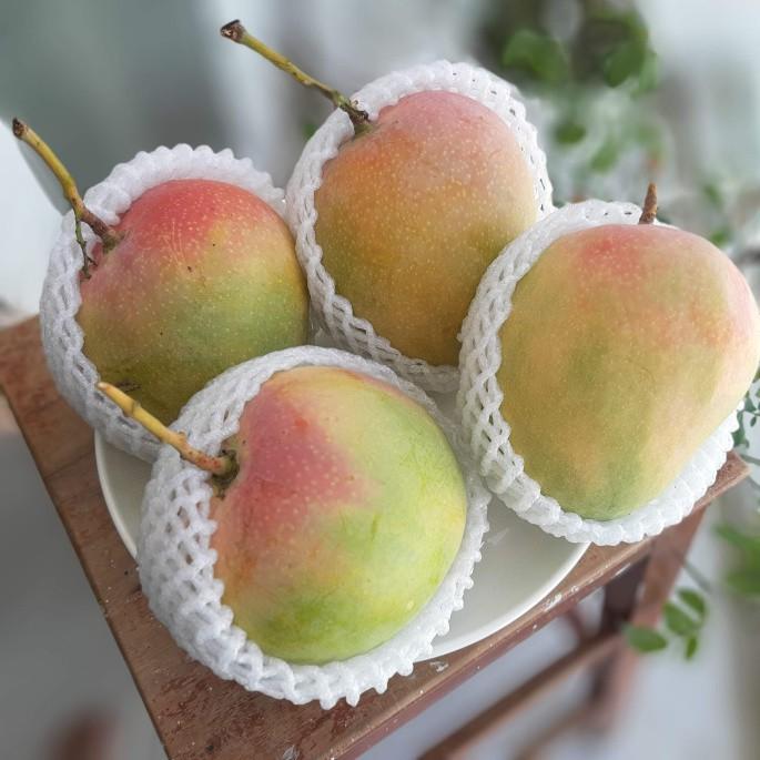 Cây giống Xoài Tứ Quý .