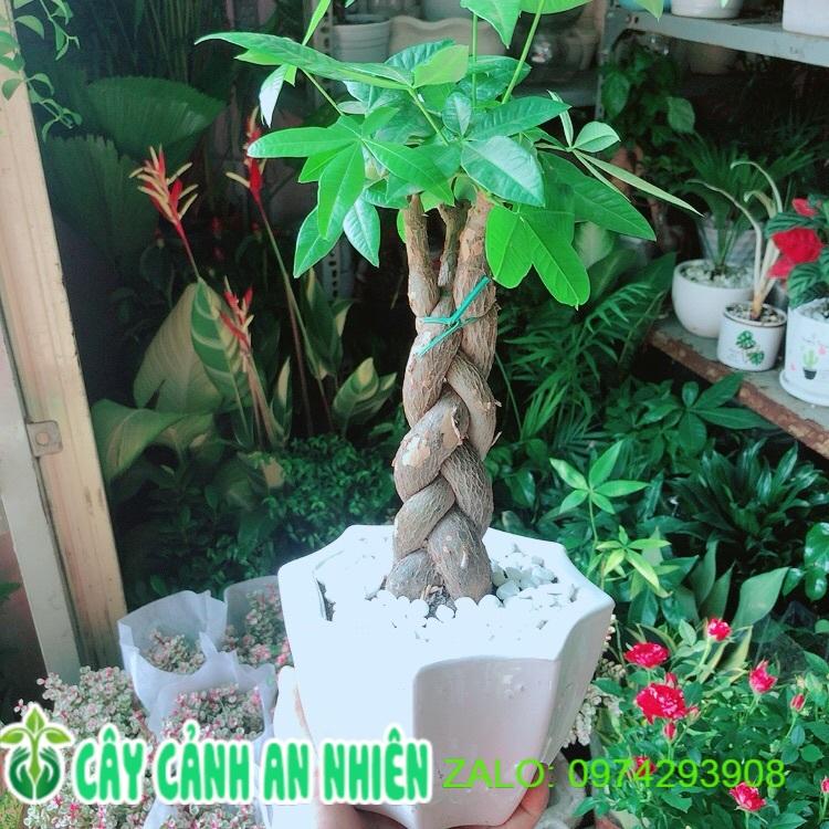 Chậu Cây Kim Ngân Thắt Bính