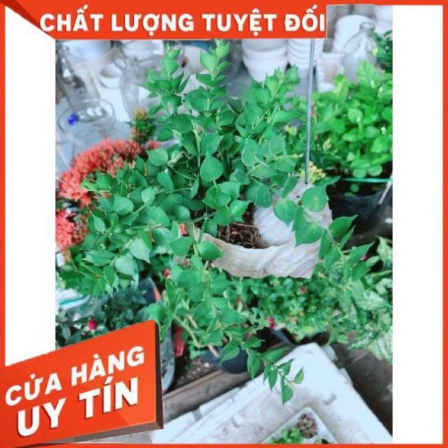 Chậu ốc cây lá tim treo