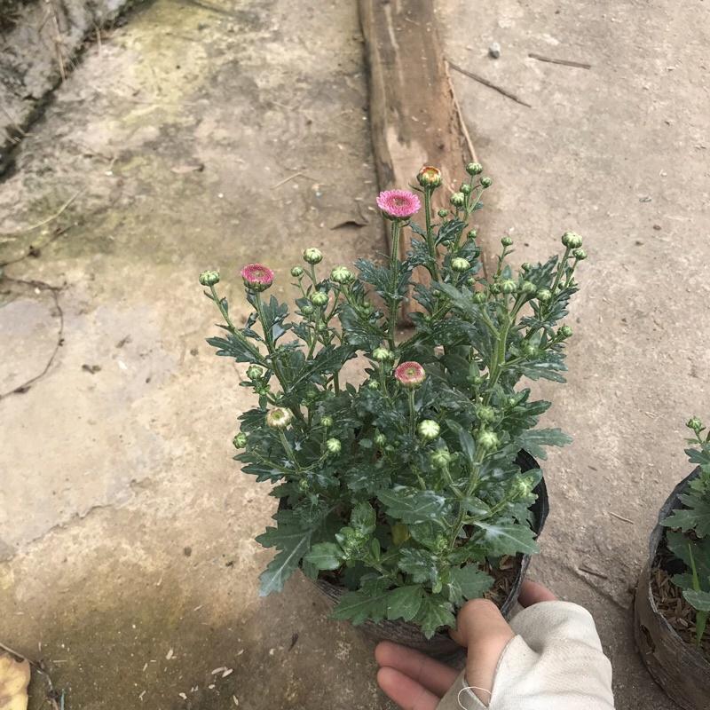 Cây cúc ruby trồng trong bịch đen đã có nụ và đang ra hoa