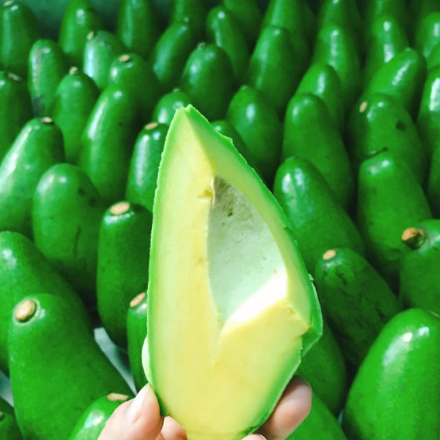 Giống bơ Thành Bích trái to khổng lồ nhất hiện nay