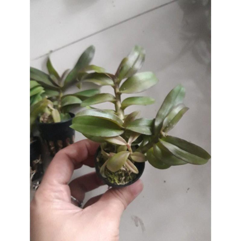 Kie Phi điệp lai thân tím 5-7cm liên hệ ngay để xem video chi tiết