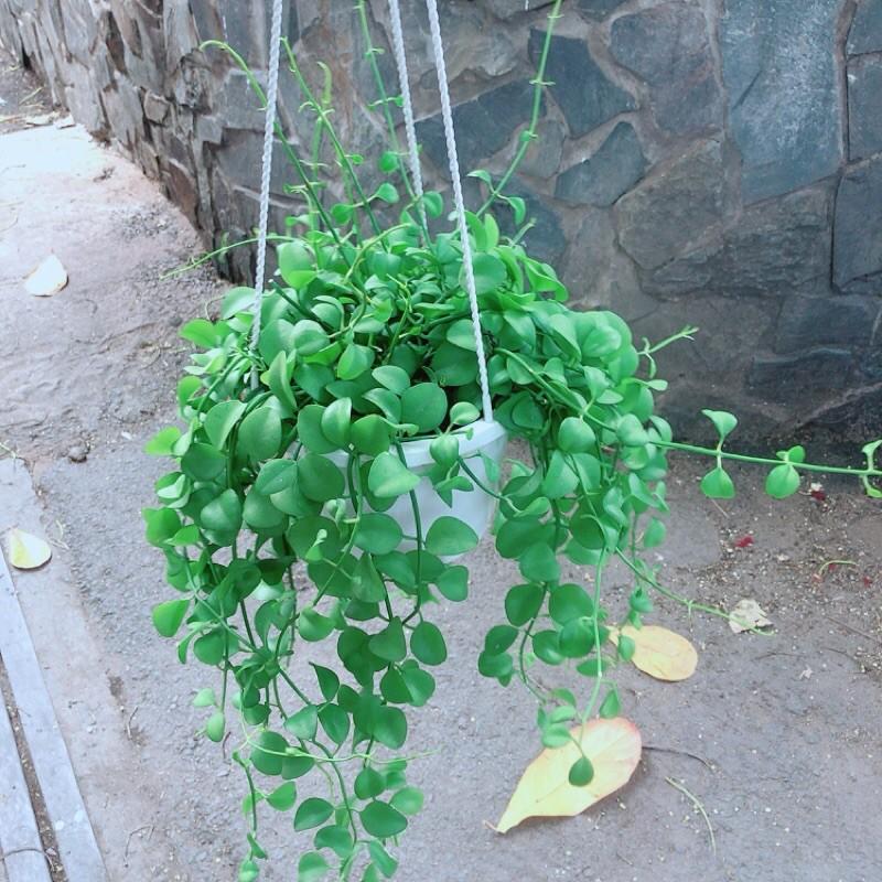 Chậu Đô La Leo