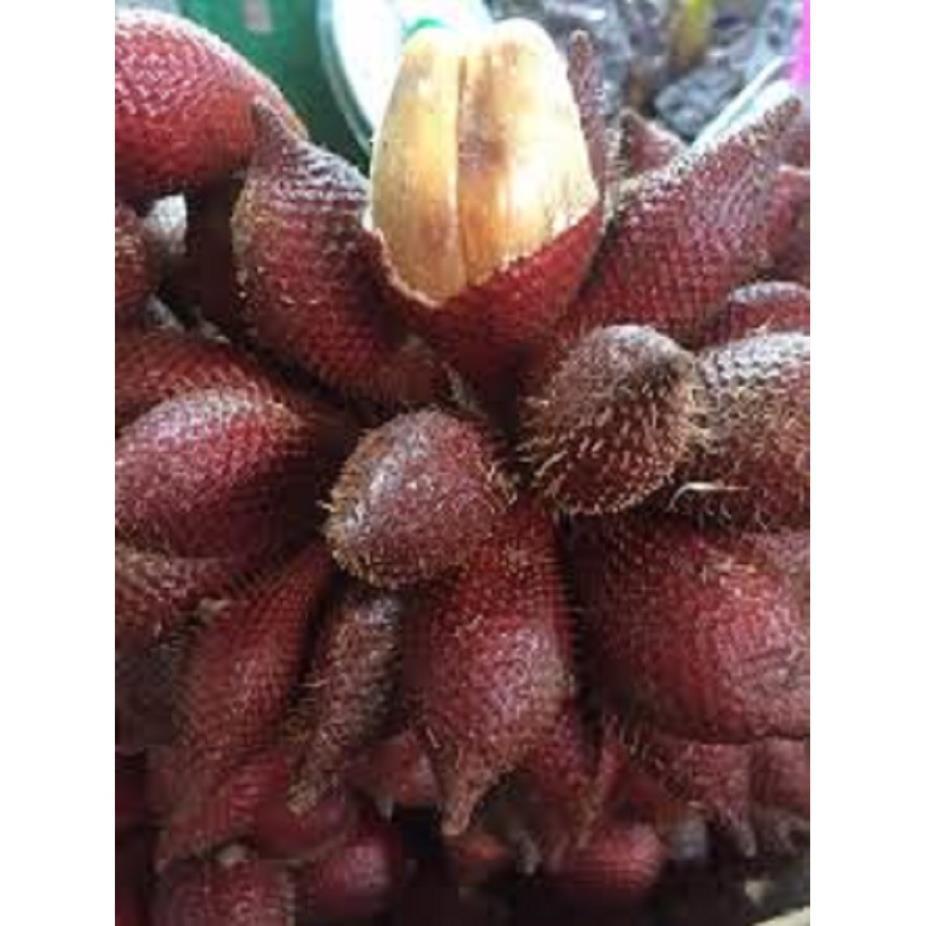 CÂY GIỐNG MÂY THÁI,SIÊU QUẢ SIÊU NGON, SIÊU KINH TẾ + Tặng 01 cây dâu da đất