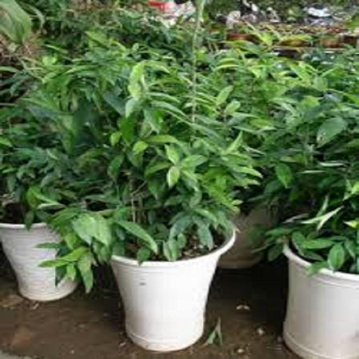 CHẬU CÂY TRÚC NHẬT