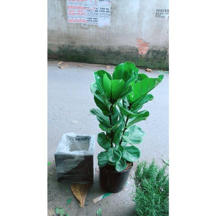 Chậu Cây Bàng Hàng Đẹp