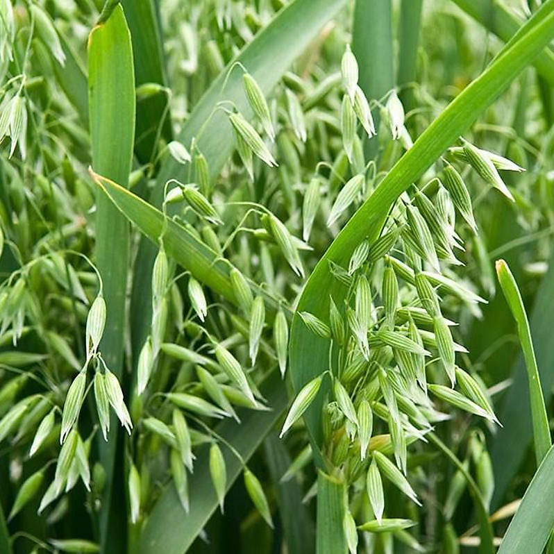 Cỏ Yến Mạch 500g – Hạt Giống Cỏ Chăn Nuôi Chịu Lạnh Tốt - Chăn Nuôi Gia Súc và có thể dùng nuôi mèo