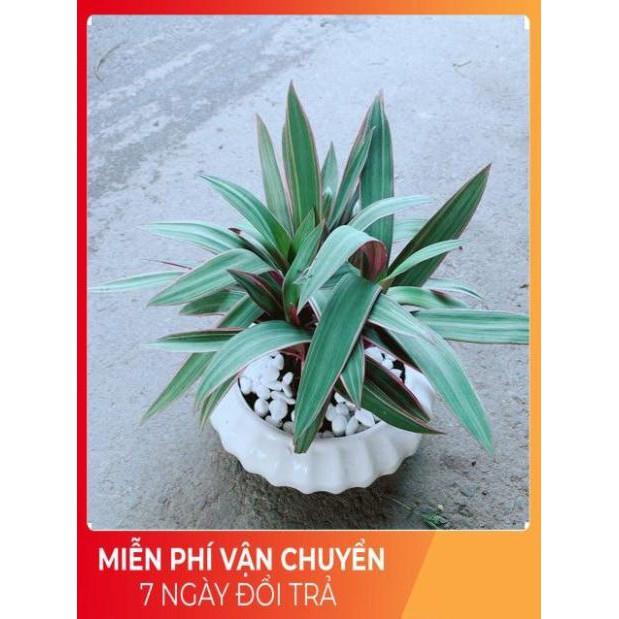 Chậu Cây Bảy Sắc Cầu Vòng