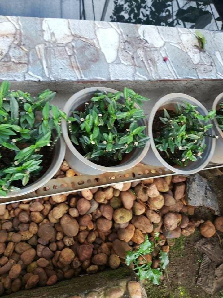 Mầm cây thần tài thái lan