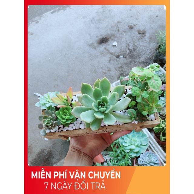 Chậu Sen Đá-Cẩm Nhung