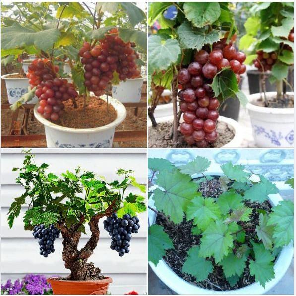 Hạt giống nho lùn pháp 10 hạt/gói