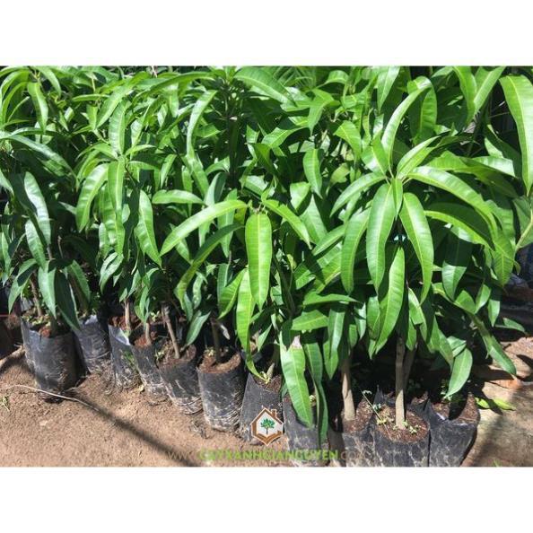 Sản phẩm cây giống XOÀI ÚC - Giống chuẩn F1 - Siêu sai quả ngon, ngọt