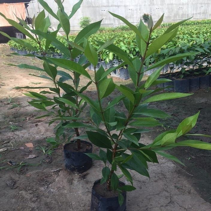 Cây lá vối nếp giống