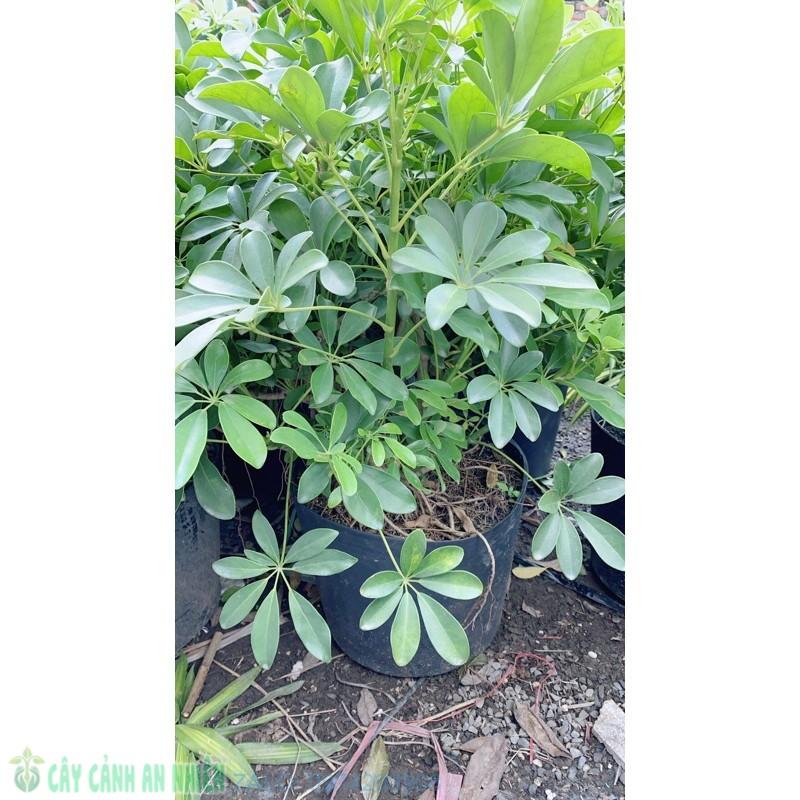 Ngũ Gia Bì Lớn