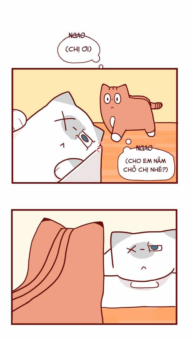 saphie: chú mèo một mắt chapter 14 2