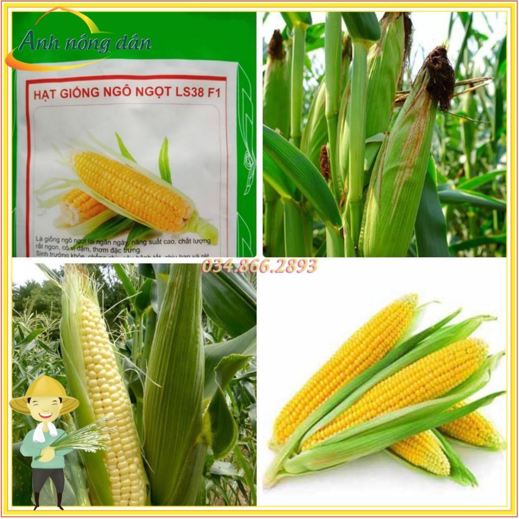 Gói 300g Hạt giống bắp ngọt, ngô ngọt F1 siêu năng suất, giống chất lượng cao - Anh nông dân chính hiệu