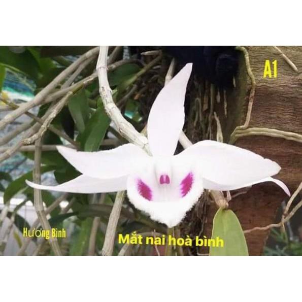 Hoa phong lan - 5ct mắt nai 1 năm tuổi