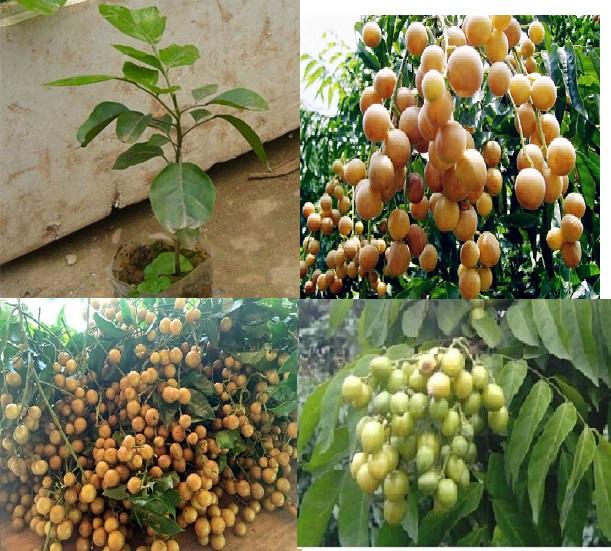 Cây QUẤT HỒNG BÌ, cây giống mập, bầu đất to, siêu quả