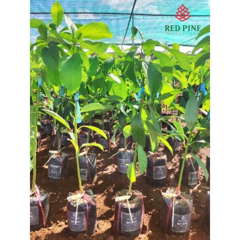 CÂY GIỐNG BƠ 034 SIÊU SỚM