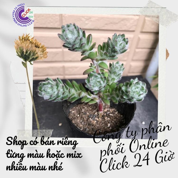Hoa Mười Giờ Braxin Đẹp Lạ Dễ Trồng Giống Mới Nhập Hoa Mười Giờ Bonsai & Phụ Kiện