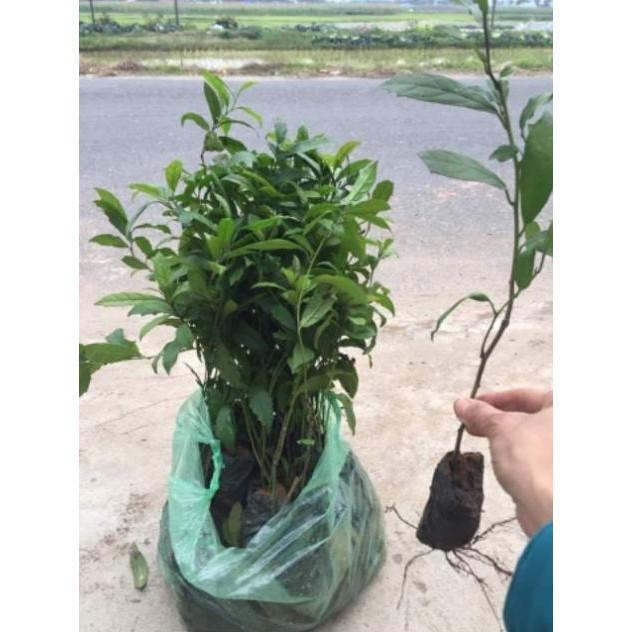Sản phẩm Cây giống xạ đen