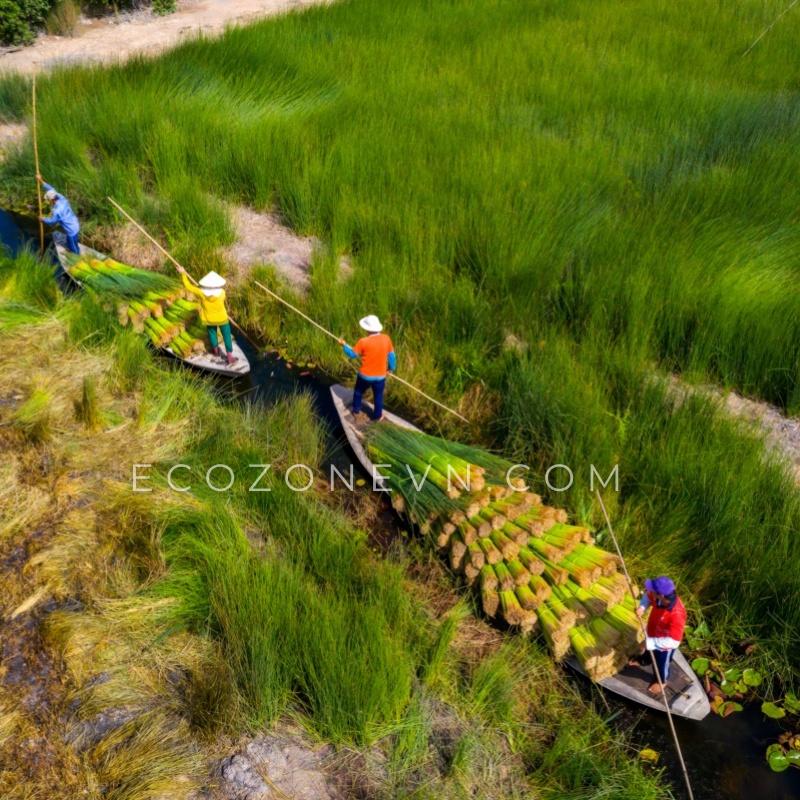 Thùng 3000 ống hút cỏ bàng khô Ecozone cao cấp tiết kiệm - Grass Straws - Hàng xuất khẩu