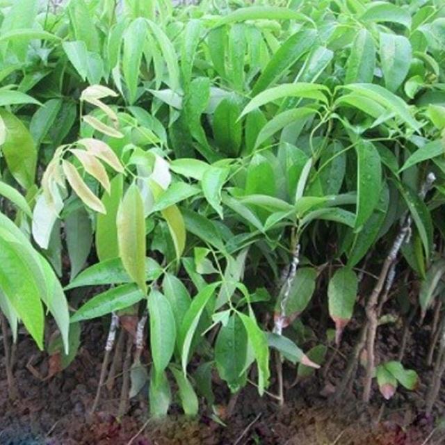 Cây vải không hạt ghép cành quả to ngọt mọng nước