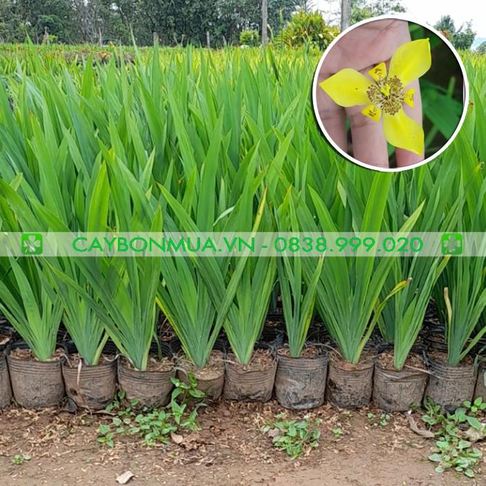 Cây Lan Rẻ Quạt [Hoa đẹp quanh năm], bịch đen cao 40-60cm, hướng dẫn chăm sóc đến khi có hoa.