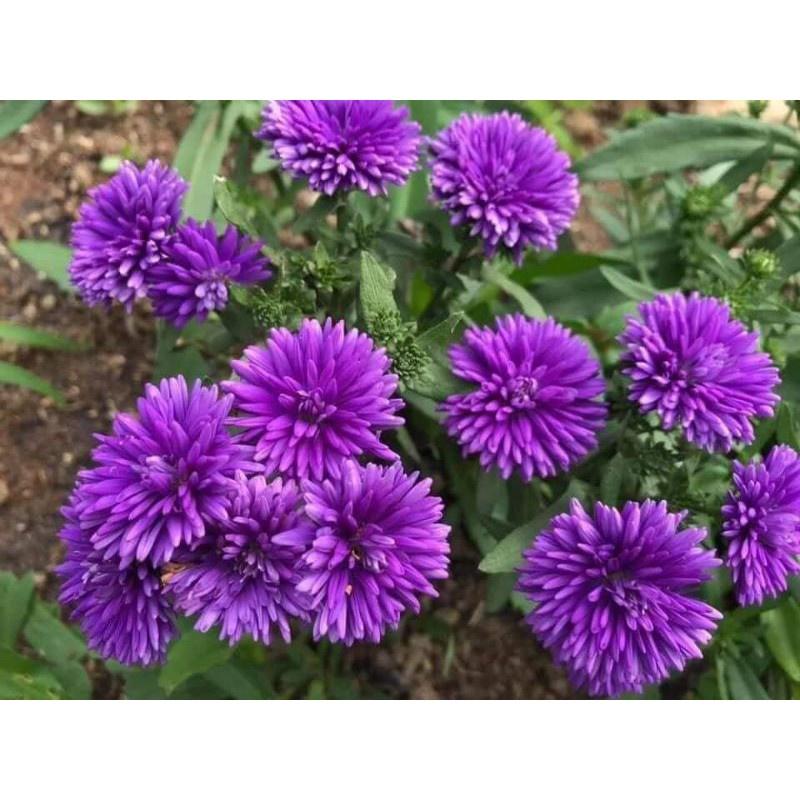 Hoa thạch thảo đỏ kép lùn siêu hoa -bầu cây to đẹp đang nụ hoặc hoa