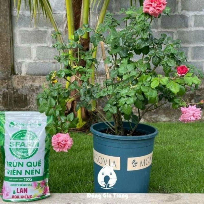 Phân trùn quế viên nén Sfarm Chuyên Dùng Cho Lan và các Loại Cây Trồng 1kg