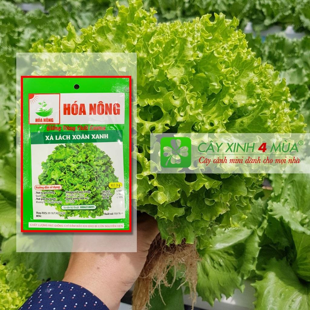 Hạt Giống Xà Lách Xoăn 3g - - Giống Vàng Chất Lượng