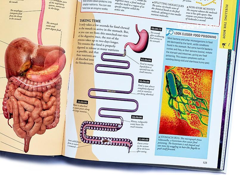 Human Body: A Children's Encyclopedia